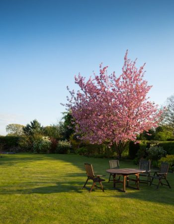 gardener-lawn-tree