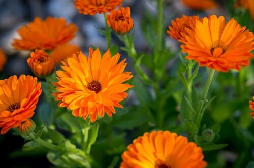 Calendula