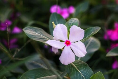 Vinca